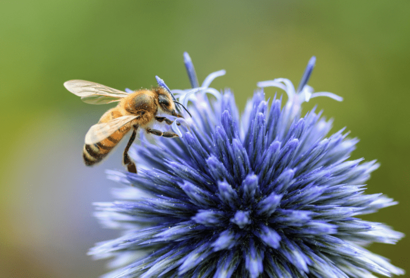 abejas bajo amenaza